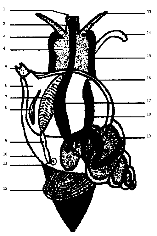 Anatomy Worksheet - Carinewbi