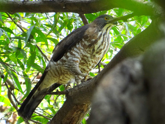 鳳頭蒼鷹/無限台南