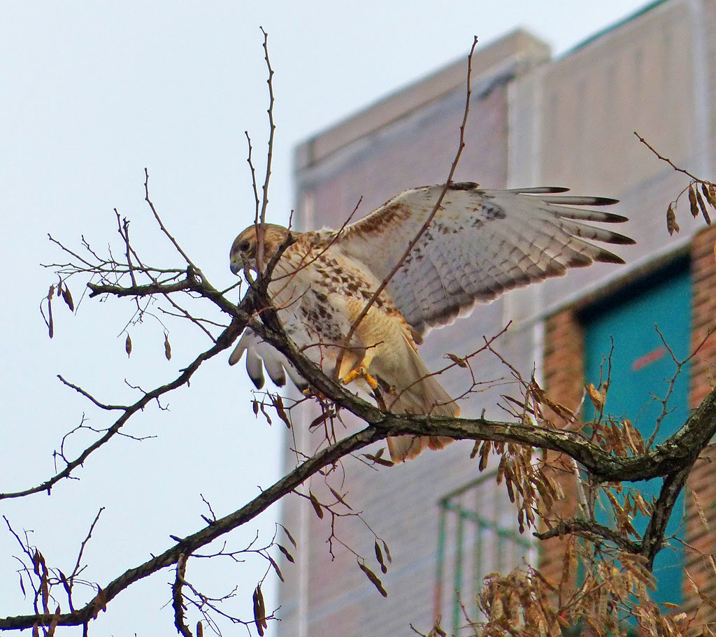 Adult red tail collecting twigs in Tompkins Square