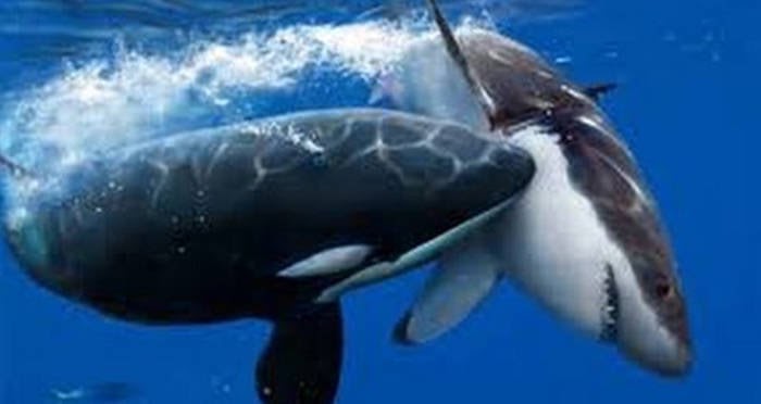 Blue Whale Vs Whale Shark Size Comparison Images Amashusho | Images and