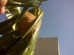 I found an oriole nest in the banana tree