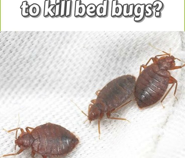 Powder Bed Bugs Treatment BED DECOR