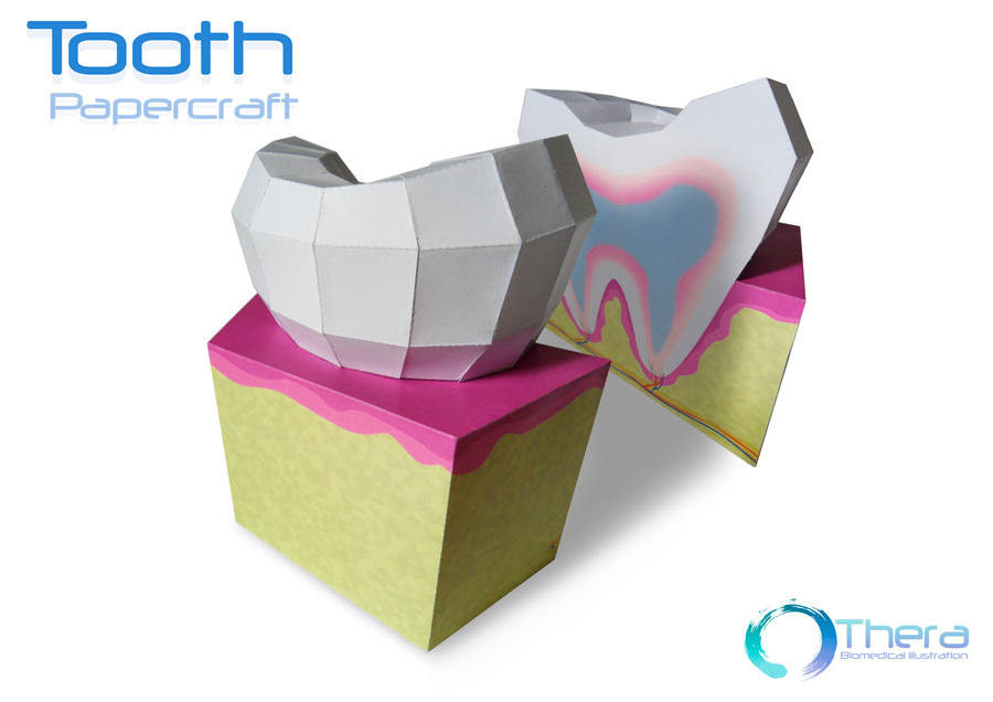 Tooth Papercraft