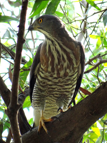 鳳頭蒼鷹/無限台南