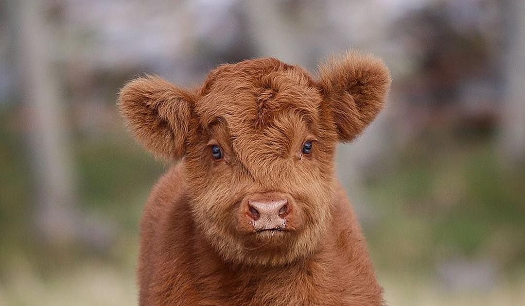Fluffy Cow Wallpaper - Highland Fluffy Cow