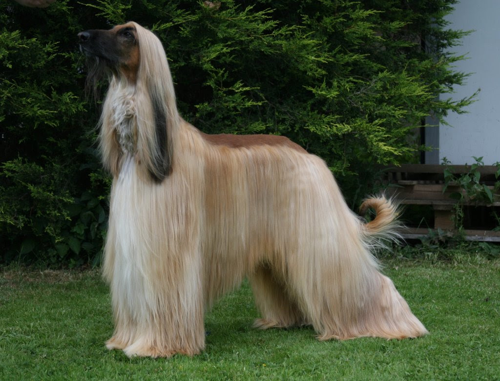 Afghan Hound Info, Temperament, Mixes, Training, Puppies, Pictures Afghan Hound Info, Temperament, Mixes, Training, Puppies, Pictures