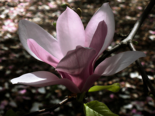 magnolia with gavinfree softly multiply