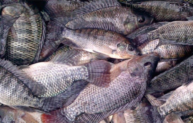 Jenis Ikan Konsumsi Yang Dibudidayakan Di Keramba Jaring Apung