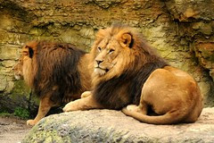 panthera leo