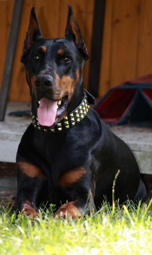 Dobermann Hund Kaufen Schweiz Dobermann Welpen und Hunde kaufen