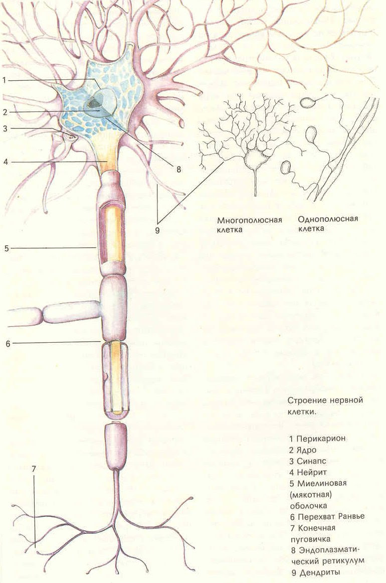 Нейроны головного мозга строение. Строение нервной клетки человека. Строение нерва. Строение нерва рисунок. Внутреннее строение нерва