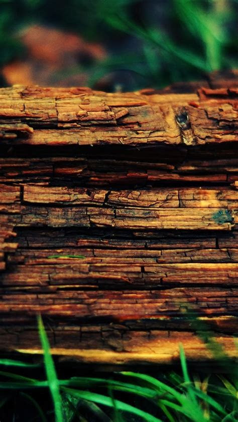 Nature wood macro wallpaper (34164) Nature wood macro wallpaper (34164)