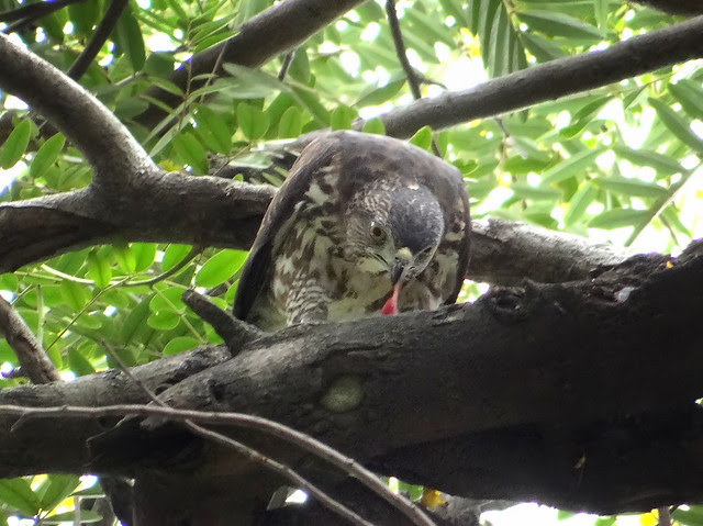 鳳頭蒼鷹/無限台南