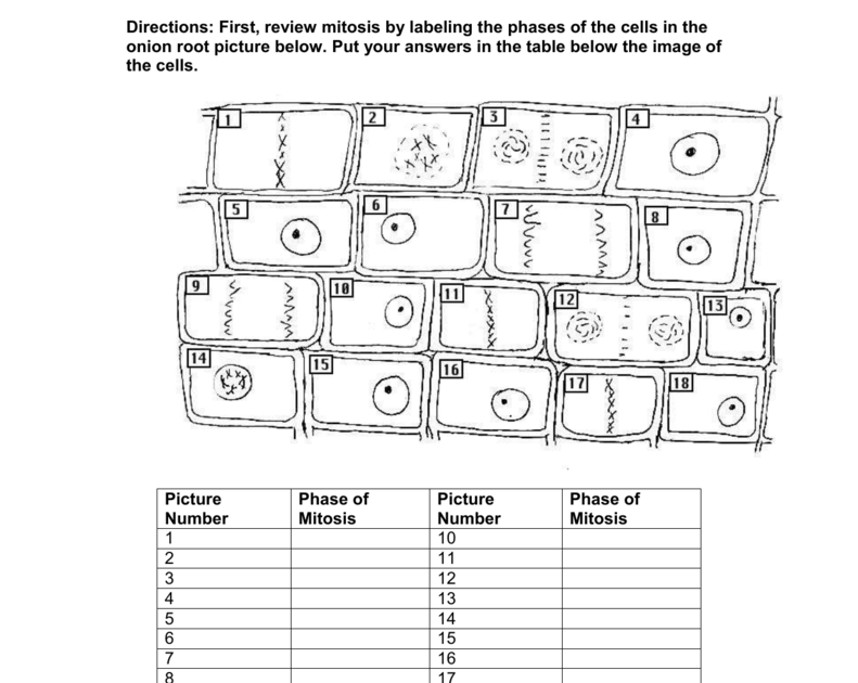Cells Alive Meiosis Phase Worksheet Answers : Cells Alive Worksheet
