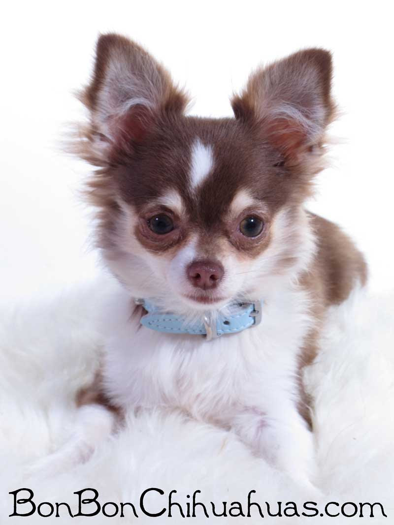 Long Hair Chihuahua For Sale