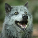 Témoignages - "Loup y es-tu ?" : le loup a laissé ses empreintes dans les petites histoires de la Nièvre