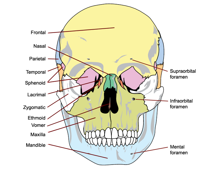 34 Diagram Of The Human Skull - Wiring Diagram Database