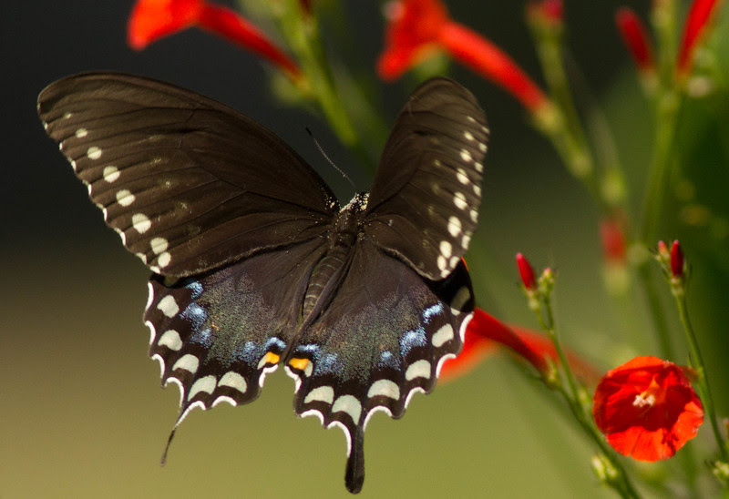 Photo & Video Sharing by SmugMug Photo & Video Sharing by SmugMug