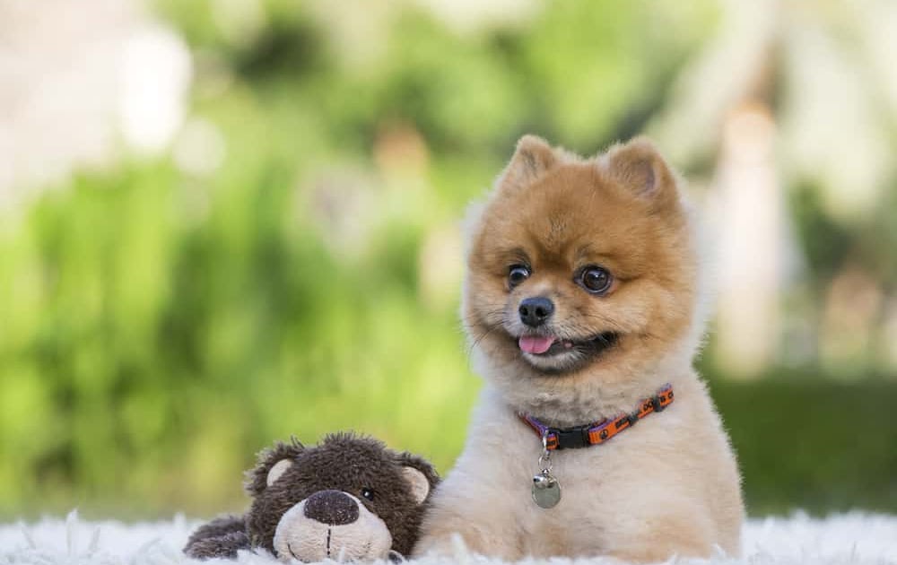 grown teddy bear dogs