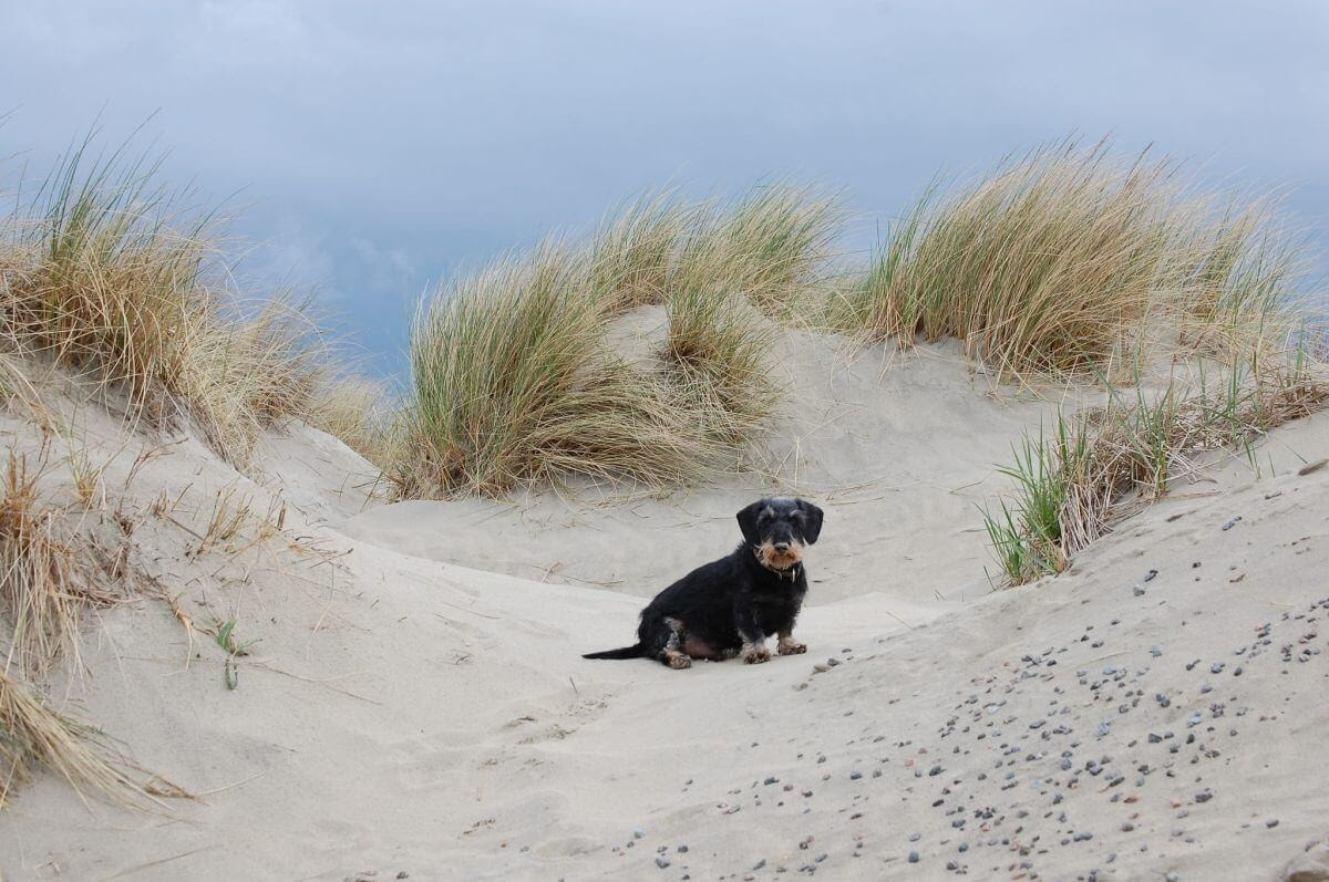 hotel_nordsee_mit_hund — Haushund