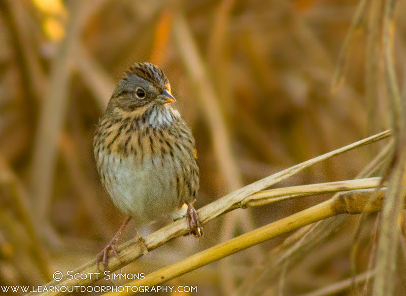 Photo & Video Sharing by SmugMug Photo & Video Sharing by SmugMug