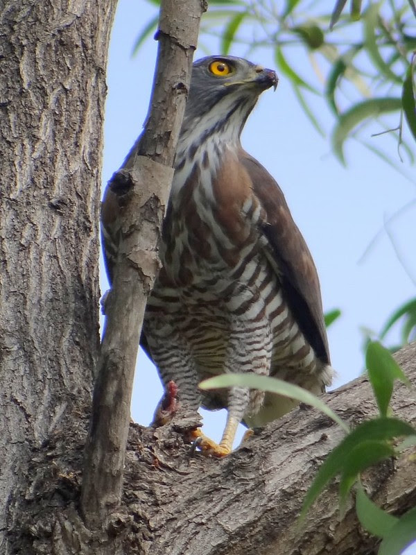 鳳頭蒼鷹/無限台南