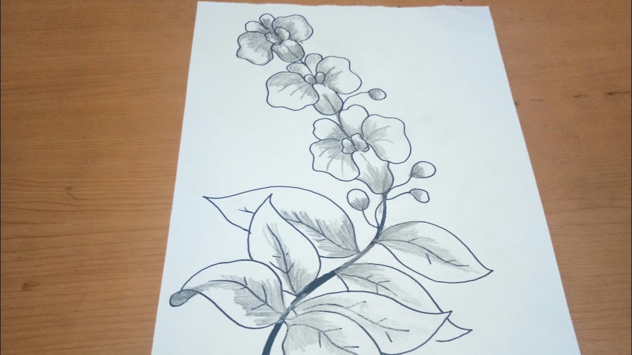 Sketsa Anggrek Sketsa Gambar Bunga