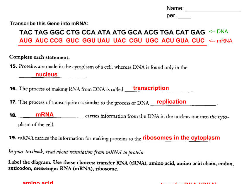 Protein Synthesis Worksheet Answers Pdf - SHOTWERK