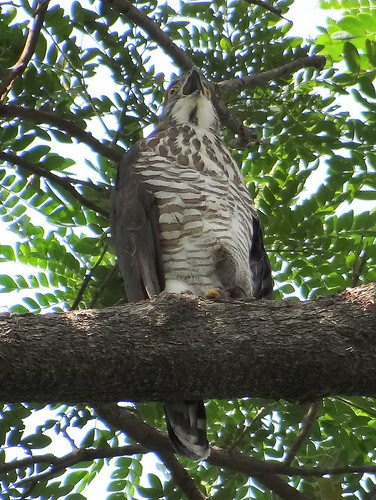 鳳頭蒼鷹/無限台南