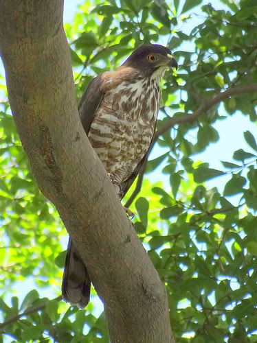 鳳頭蒼鷹/無限台南