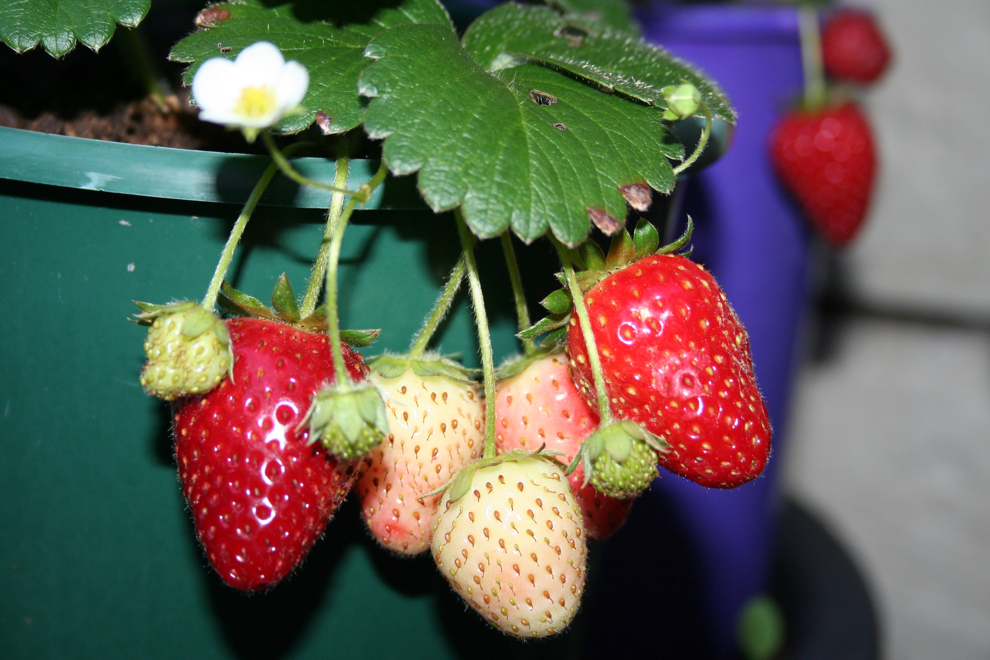 Tanaman Strawberry Berkembang Biak Dengan Cara Cara Golden