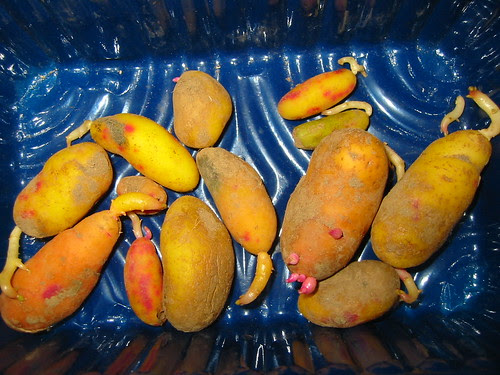 ulluco