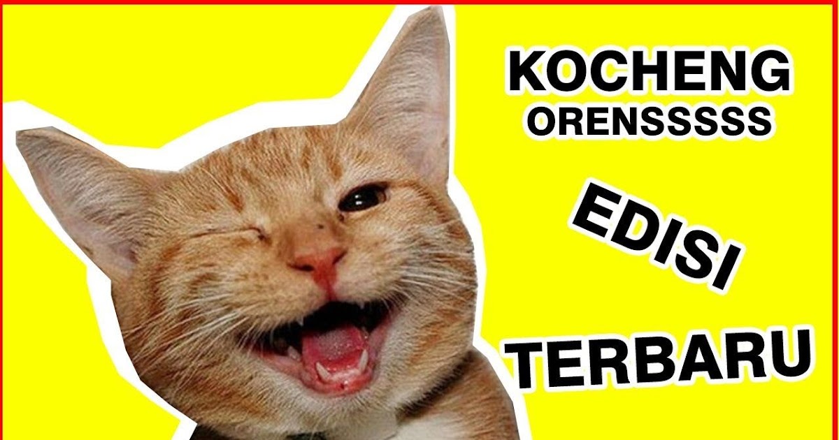 35 Koleksi Gambar Lucu  Kucing Tertawa Terkini Memeku