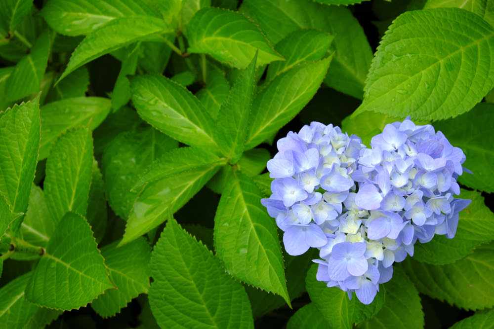 完了しました 壁紙 フリー ハート の 紫陽花 待ち受け