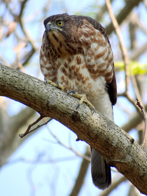鳳頭蒼鷹/無限台南