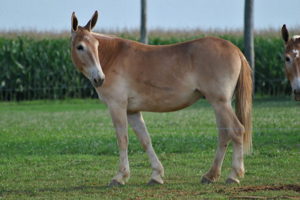 animais_hibridos 12
