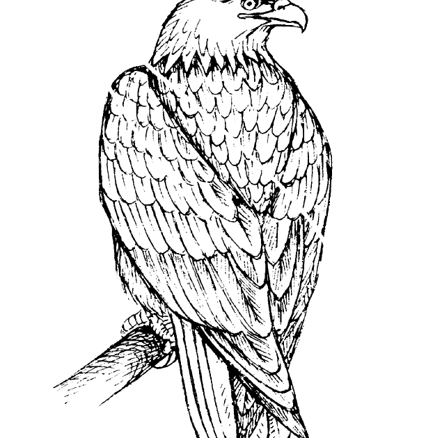 Realistic Eagle Coloring Pages - FIFTH-FEE