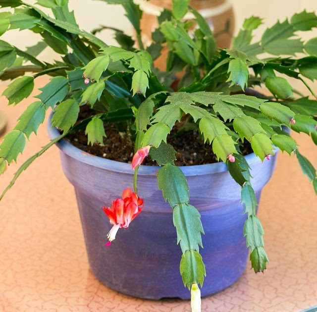 Urban Dream 35 Christmas Cactus Blooming Tips