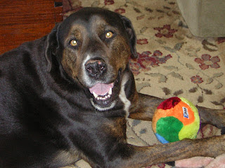 rottweiler dog mutt