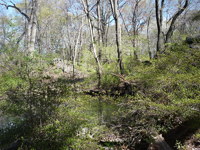From a Spring Walk in Central Park