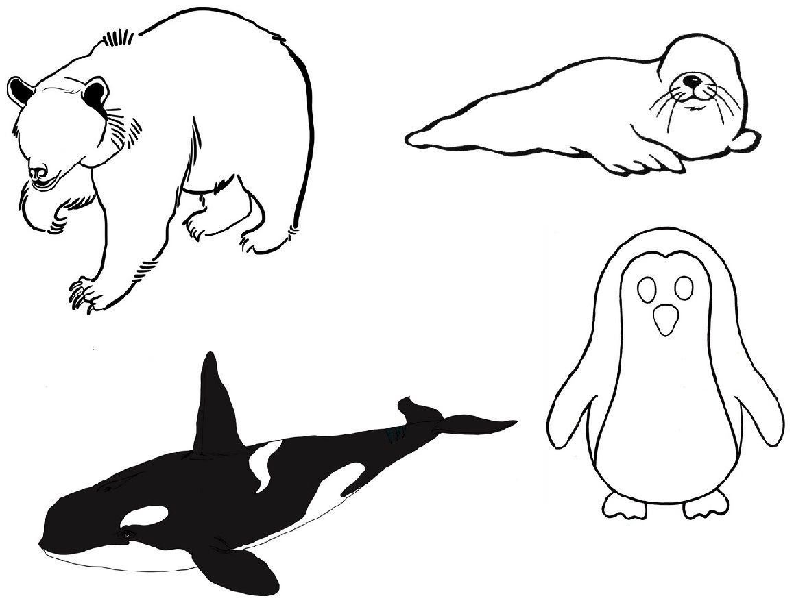 Coloriage A Imprimer Animaux De La Banquise  Haut Coloriage HDImages