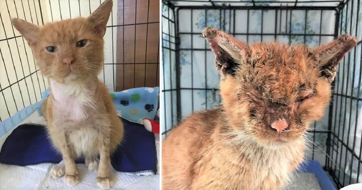 Stray Cat With Mange toxoplasmosis