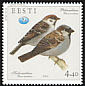 House Sparrow Passer domesticus House Sparrow Passer domesticus