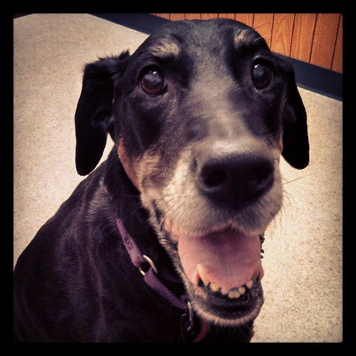 Happy dog at the vet! #dogstagram #dobermanmix #love