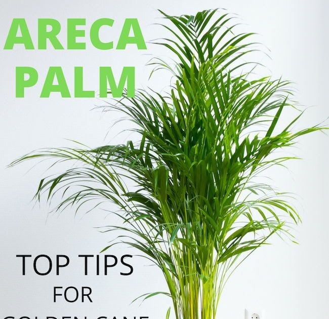 Indoor Areca Palm Tree Care / Areca Palm Care House