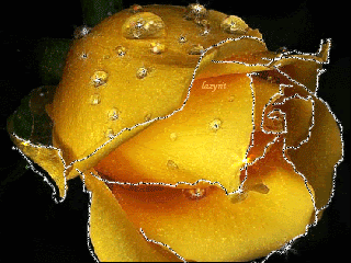 Жёлтая роза для Наташи(siringa).