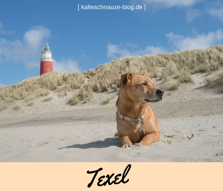 camping in holland mit hund