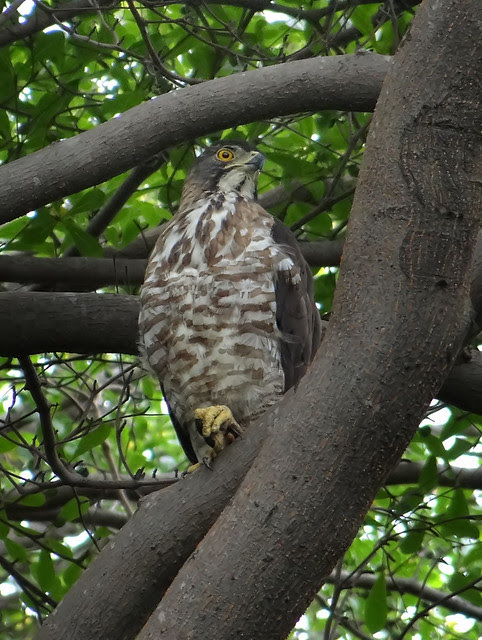 鳳頭蒼鷹/無限台南