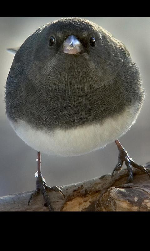 動物画像無料 これまでで最高の丸い 画像 可愛い