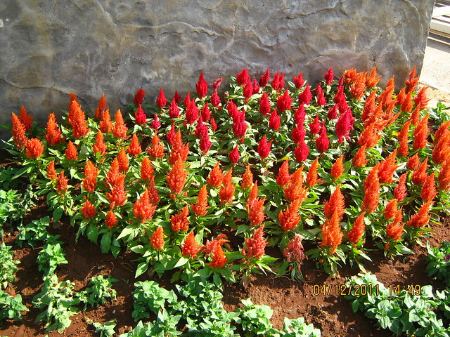 Red at the theme circle - Visit to Paranjape Schemes' Forest Trails, Bungalows, 2 BHK & 3 BHK Flats at Bhugaon, Pune 411 042